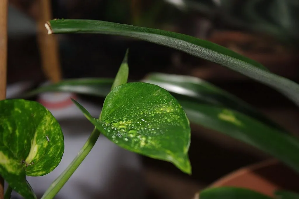 Golden Pothos