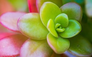Jade Plant Money Plant Plant Succulent Crassulaceae