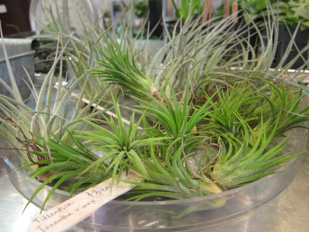 watering air plants