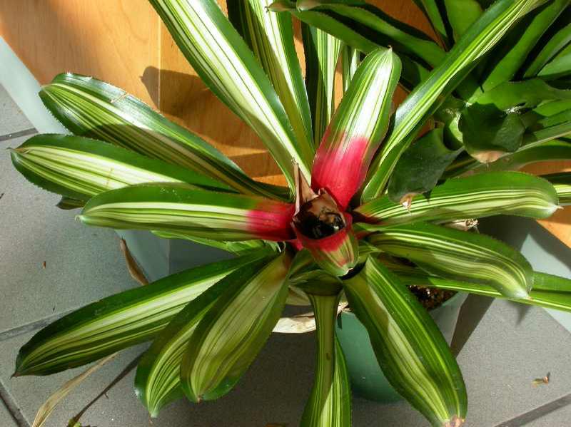 Blushing Bromeliad (neoregelia carolinae)