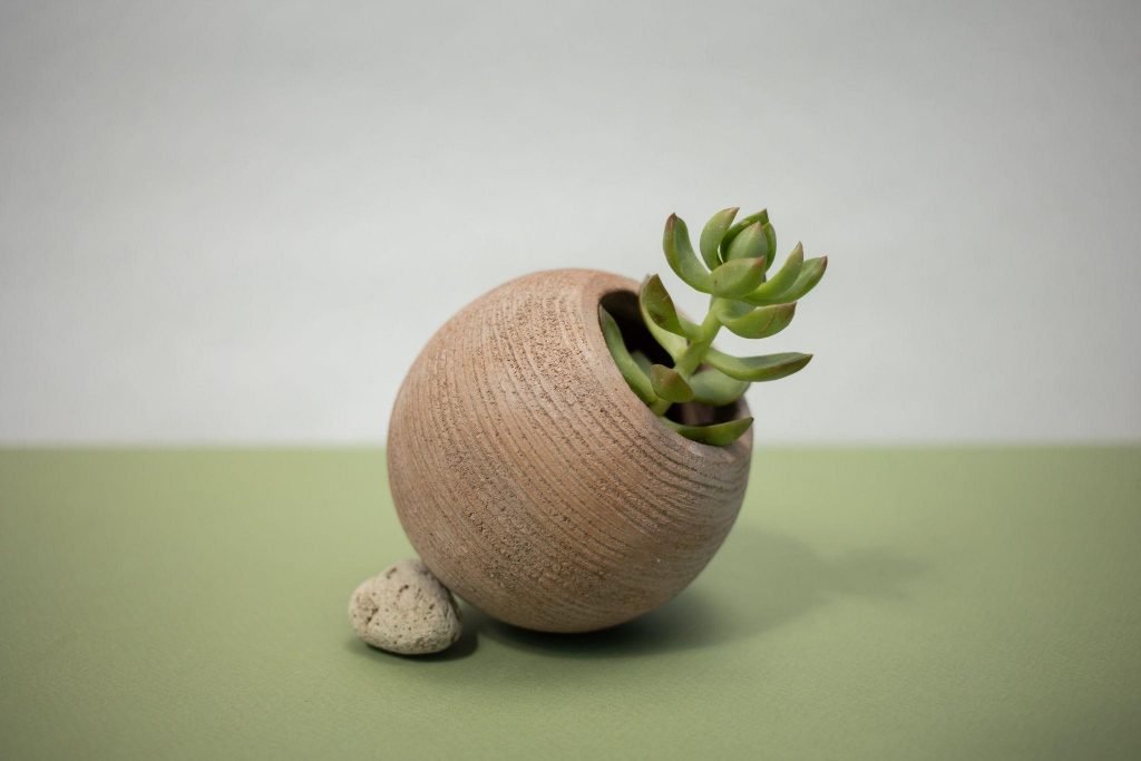 Jade Plants