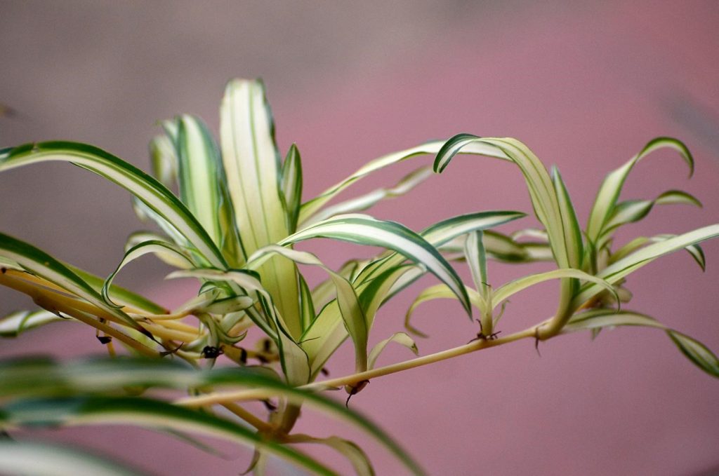 Spider Plant