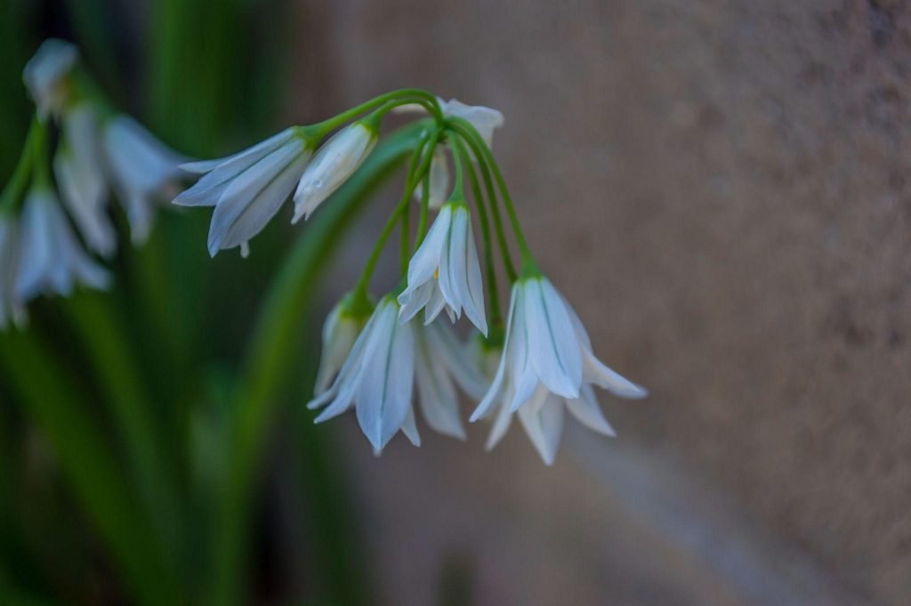plants drooping 