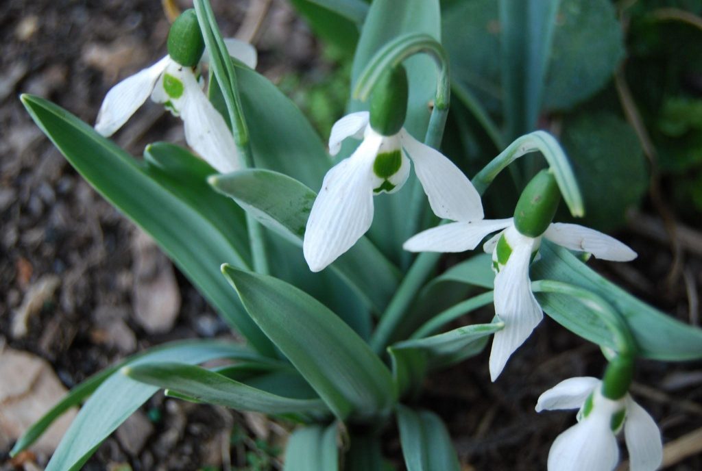 Tips to Keep Your Plants From Wilting