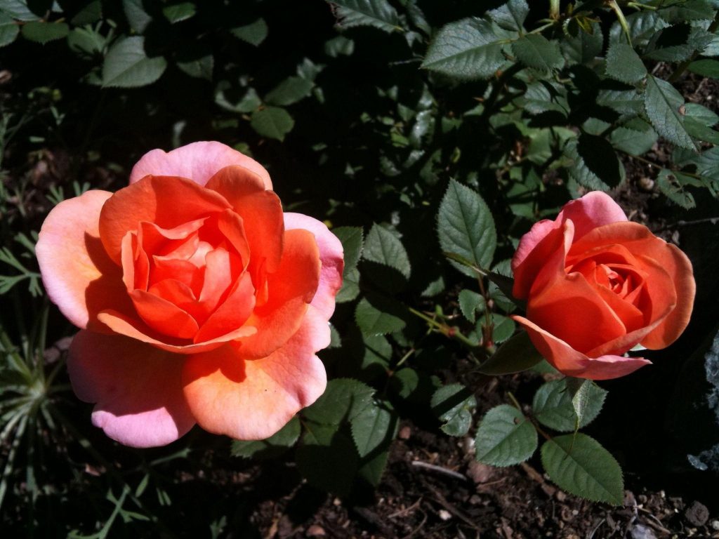 Miniature Rose
