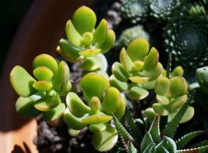 Do Jade Plants Bloom