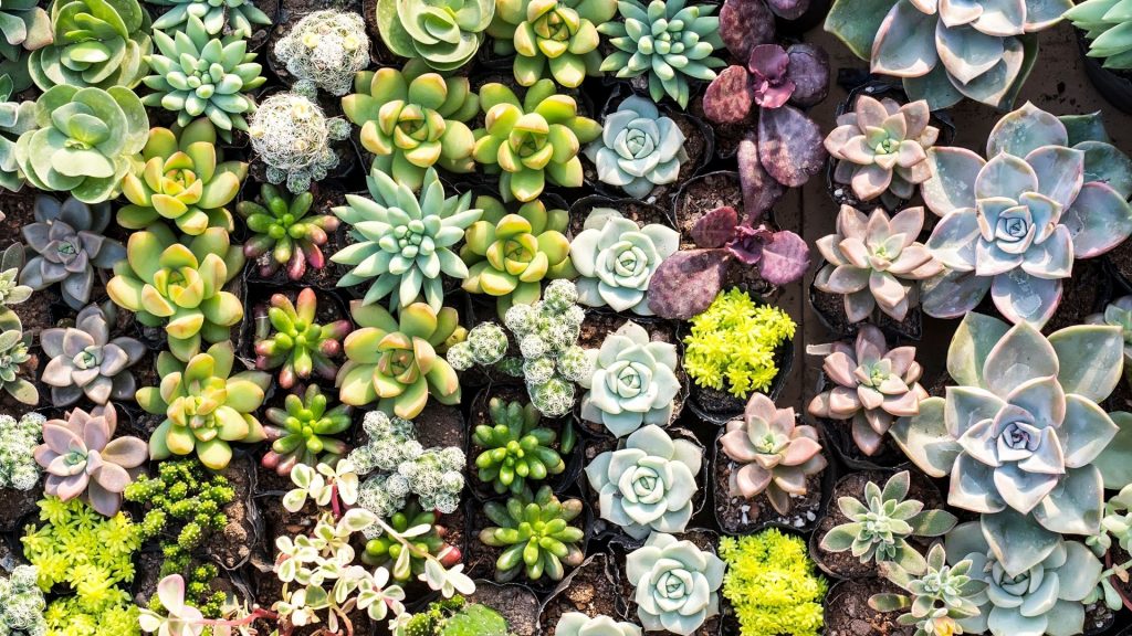 Houseplant Advisor Featured Image 1920 &times; 1080 px 1