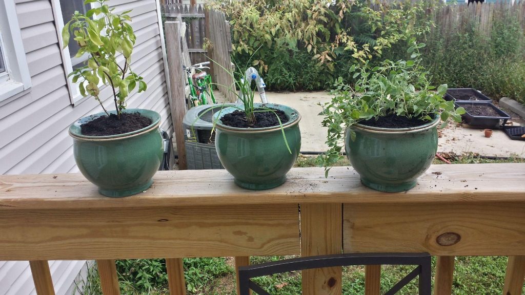 How to Keep Plants Alive While Away