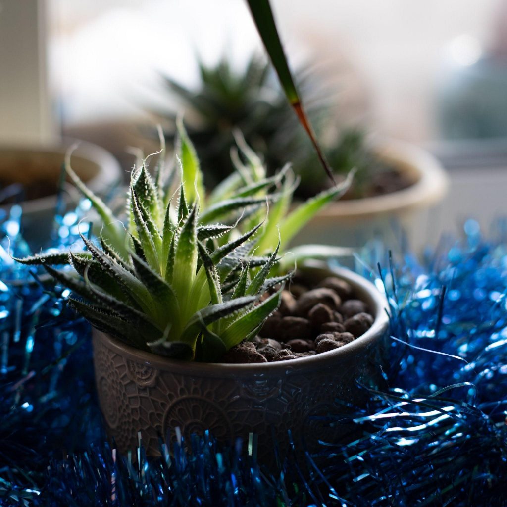 Christmas Cactus