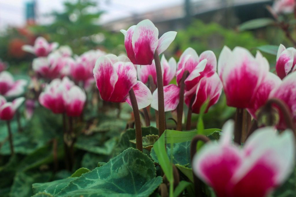 Cyclamen