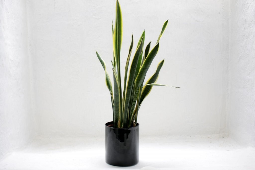 which plants like coffee grounds 