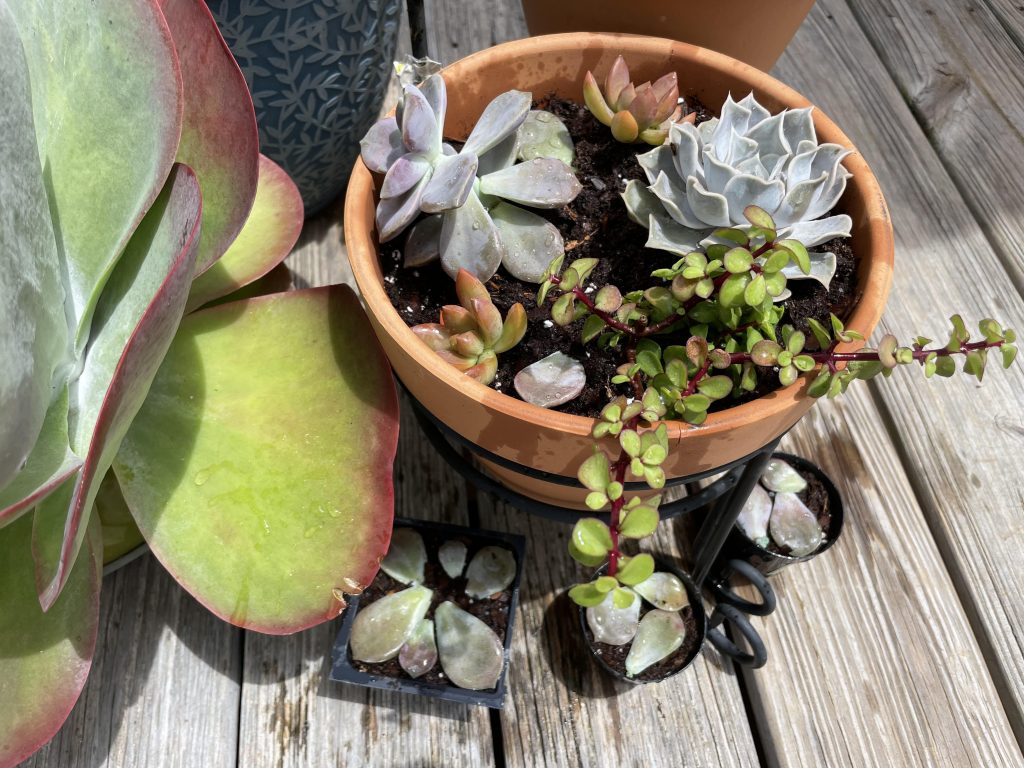 Succulents