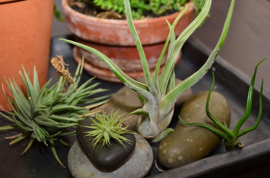 Air Plant Care Tips